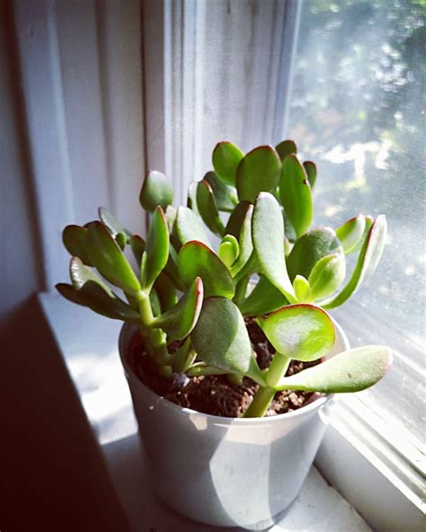 Check out what 8,226 people have written so far, and share your own experience. Aesthetic plants that beautify your home and are easy to maintain | site:name | Her World ...