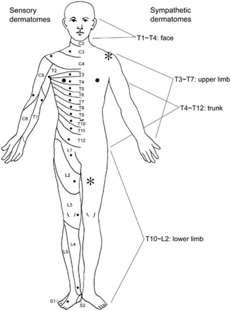 The American Spinal Injury Association Sensory Dermatomes Left And