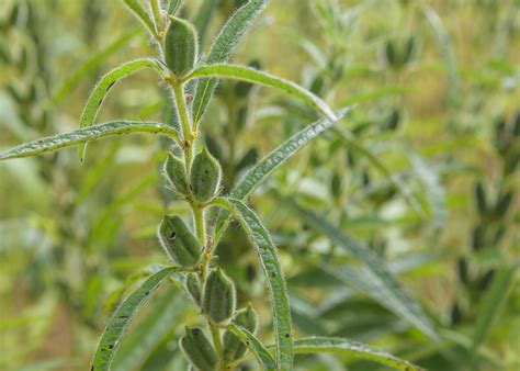 Growing sesame of your own can be an excellent way for enjoying it if you like to have sesame in your dish. MSU Sesame Test Plots Back Growing Interest