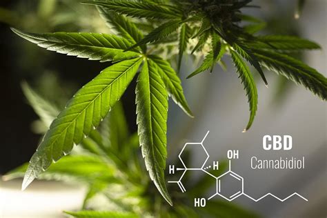 ¿qué Es El Cbd Efectos Terapéuticos Y Modo De Consumo Cannabis Actualidad