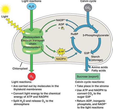 A two cycle engine will typically have a lot more horsepower for the same weight than a four cycle one. photosynthesis.html 10_21PhotosynthReview_L.jpg