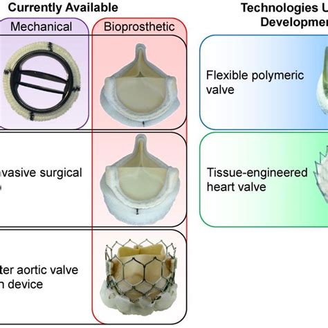 Available Left And Under Development Right Prosthetic Aortic Valve