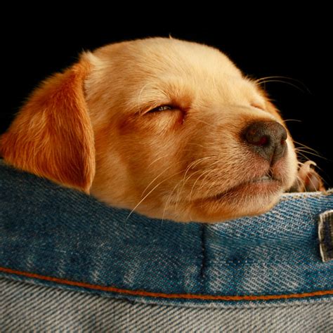 We have spent countless hours searching. Labrador Retriever Breeders & Puppies For Sale In California