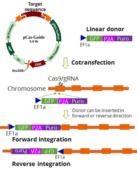 Crisprcas9 Gene Knockout Kits Genome Editing Tools Origene