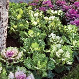 Decorative cabbage can be compared with a rose with its beauty, and the external resemblance is even one such plant can decorate a small tub or flowerpot, and if you create a flower bed out of them. Ornamental Cabbage 'Osaka Mix' Ornamental Cabbage from ...