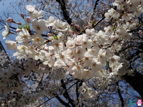 Wakamaruが「こんにちは」「 はじめまして」などと呼びかけられたときの応答を、ご要望に合わせて変更することができます。 星野市長がタイ語で「こんにちは」 と 口火を切り「すばらしい自然にめぐまれた我孫子で日タイ両. きょうの桜（修徳公園、東洞院高辻）: 旅の空からb（きょうの ...