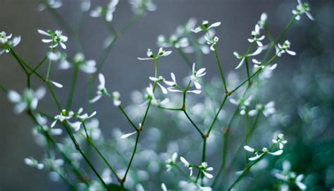 Tiny White Flowers Photopng 2 Comments Hi Res 720p Hd