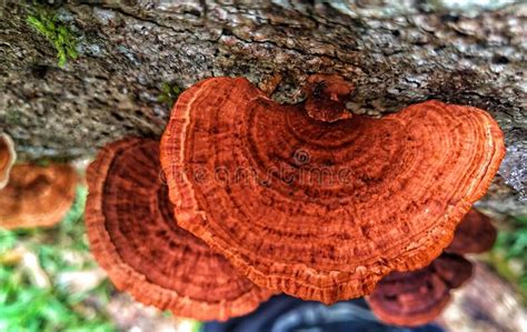 Brown Mushroom Growing On A Tree In The Forest Stock Image Image Of