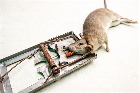 This option is potentially costly, but effective, and is the only sure way to get rid of the smell immediately. How to Get Rid of Dead Rodent Smell? 5 Methods That ...