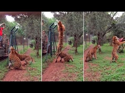 Tigre salta para pegar carne filmado em câmera lenta YouTube