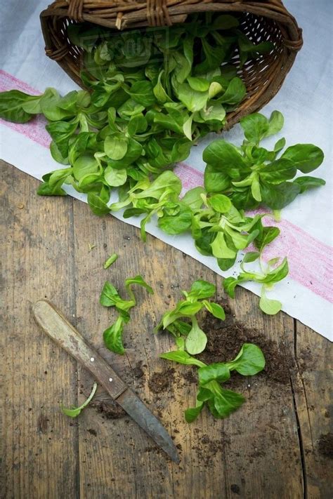 Lambs Lettuce With A Basket Soil And Knife On A Wooden Table Stock