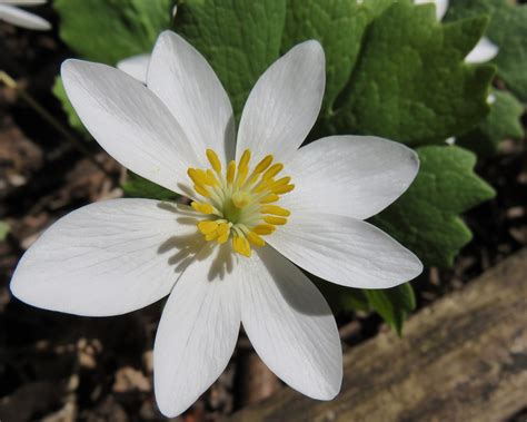 Download Free Photo Of Bloodrootsanguinaria Canadensisnative