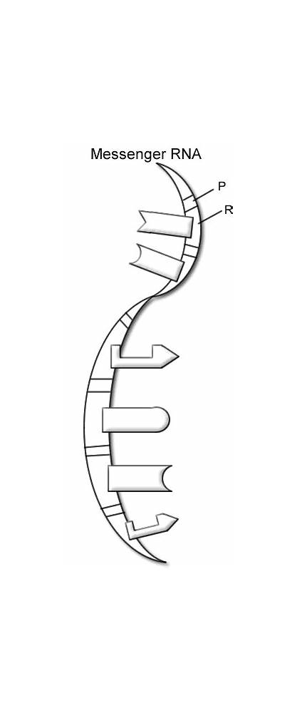 Helix Double Dna Worksheets Worksheet Coloring Structure