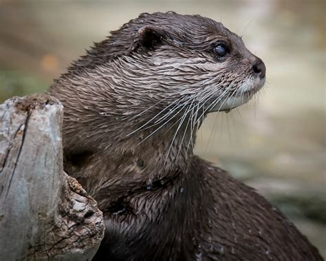 River Otter Ken Mitchell Flickr