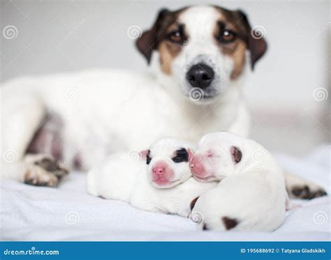 Newborn Puppy With Mother Dog Stock Photo Image Of Canine Feed