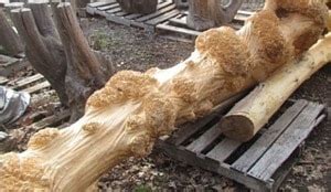 Building defects are always under the spotlight and the grave concern of the construction industry. Types of Defects in Timber as a Construction Material