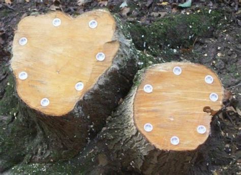 We did not find results for: South Bucks Tree Surgeons Ltd utilise ECO PLUGS to safely ...