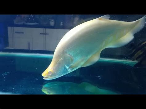 Harga Ikan Belida Albino Apa Itu Ikan Belida Bahan Baku Pempek Yang