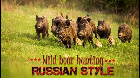Wild Boar Hunting Russian Style Best Sniper Shots On Wild Boar Driven