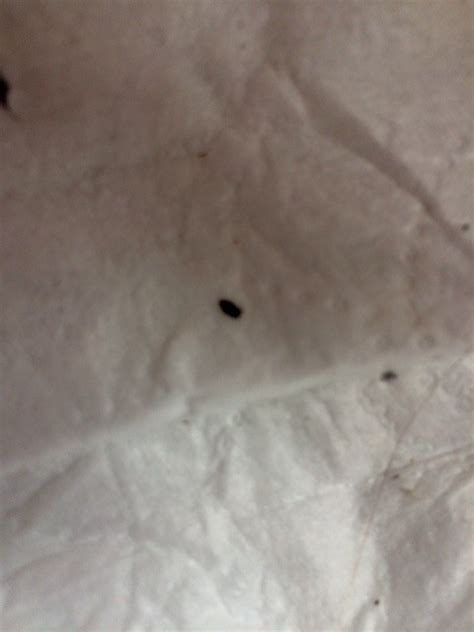 Please see a health care professional to have it removed. Tiny Black Bugs Making Head Itch? | ThriftyFun