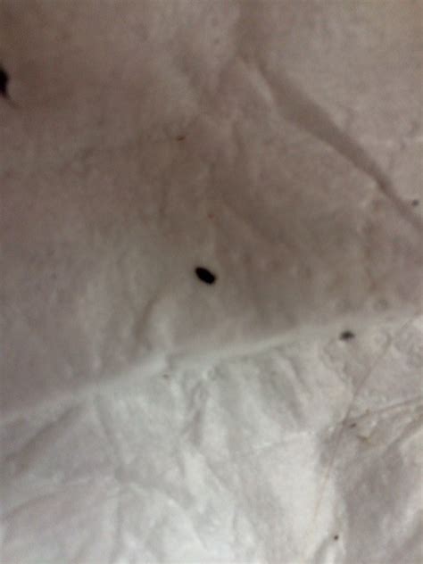 Saw small black bugs in childs hair. Getting Rid of Fleas in Human Hair | ThriftyFun