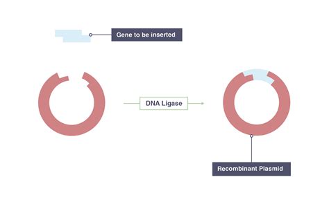 In biochemistry, ligase (from the latin verb ligāre — to bind or to glue together) is an enzyme that can catalyze the joining of two large molecules by forming a new chemical bond, usually with accompanying hydrolysis of a small pendant chemical group on one of the larger molecules or the. IGCSE Biology 2017: 5.12: Understand How Restriction ...