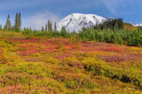 Where To See Fall Colors At Mt Rainier Visit Rainier
