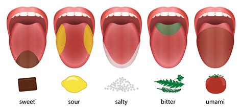 Parts Of Tongue Taste Buds