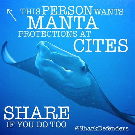 Friends Of The Mariana Trench Shark For Manta Ray Protections