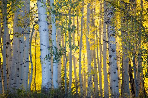 The Seven Best Drives For Colorado Fall Colors Just A