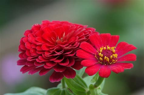 Free Photo | Red flower
