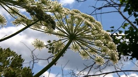 Giant Hogweed Uks Most Dangerous Plant Say Rivers Trust Bbc News