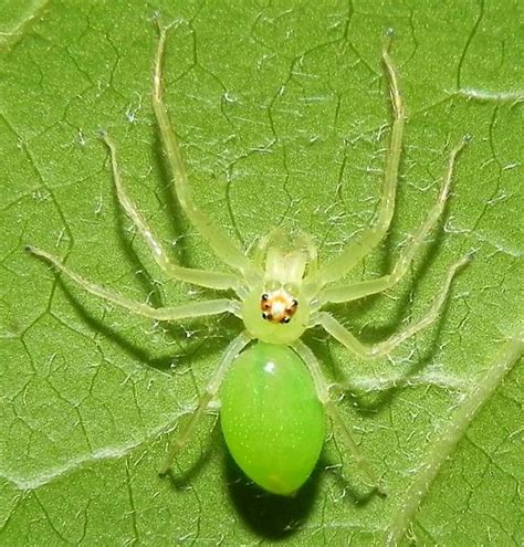 Tx Lyssomanes Spider Lyssomanes Viridis Bugguidenet