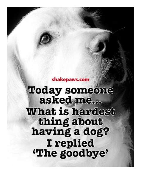 The 25 Best Dog Loss Quotes Ideas On Pinterest Dog Loss