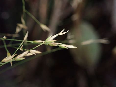 Hawaiian Bluegrass Poa Sandvicensis INaturalist