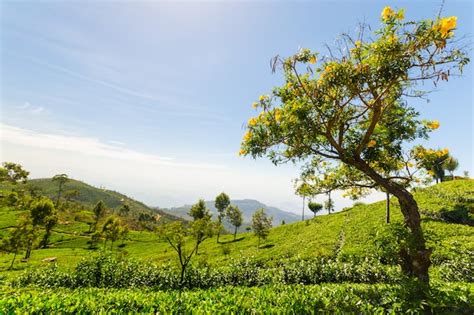 Premium Photo Tea Plantation Green Landscape In Sri Lanka