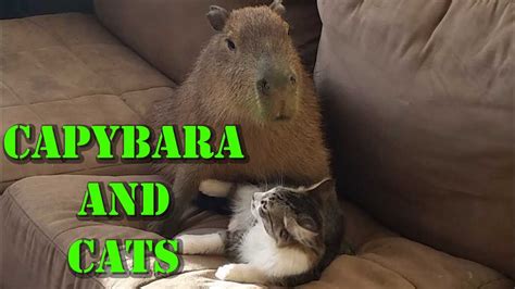 Capybara And Cats Youtube