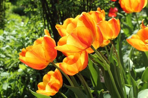 Tulips Spring Flowering Free Photo On Pixabay Pixabay