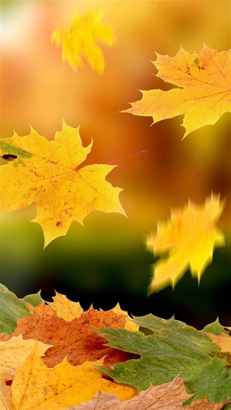 Maple Leaves Falling In Autumn Iphone X 876543gs Wallpaper