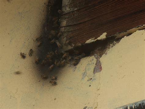 Bee Removal In Johannesburg Bees In A Hole In The Wall Bee Removal Za