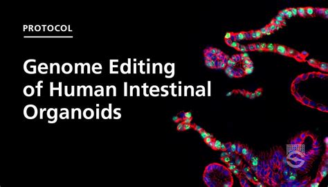 Protocol For Crispr Cas9 Genome Editing Of Human Intestinal Organoids