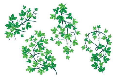 Tender Green Leaves Of Poison Ivy Plant Vectors 157870 Vector Art At