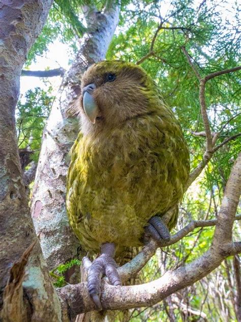 You Need To See New Zealands Amazing Native Kākāpō Parrot Dancing