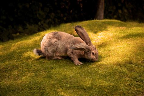 Rabbit 5k Hd Animals 4k Wallpapers Images Backgrounds Photos And