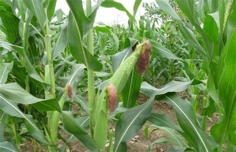 Maybe you would like to learn more about one of these? Best NPK fertilizer for maize(corn) - Huaqiang Chemical ...