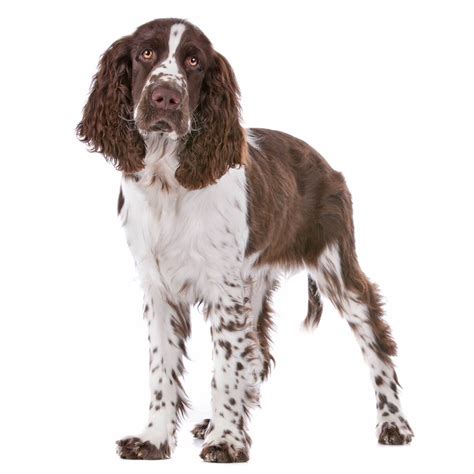 Are English Springer Spaniels Good Guard Dogs