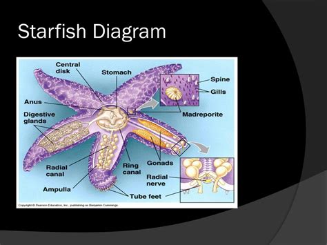 Ppt Starfish Dissection Prep Powerpoint Presentation Free Download