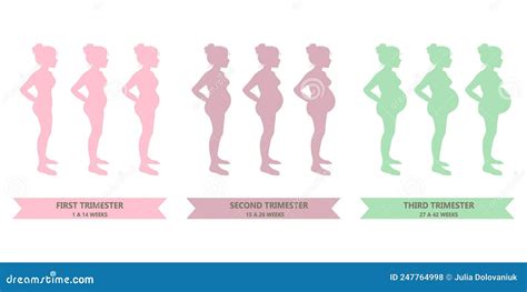 Pregnancy Stages Human Growth Stages Embryo Development Egg Fertility Pregnancy Stages Vector