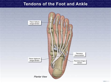 Tendons Of The Foot And Ankle Trialexhibits Inc