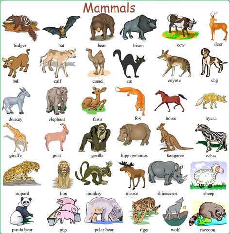Visual Dictionary Animals In English Esl Buzz
